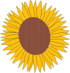 Blüte der Sonnenblume
